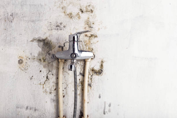 Best Emergency Mold Remediation in Clarendon Hls, IL