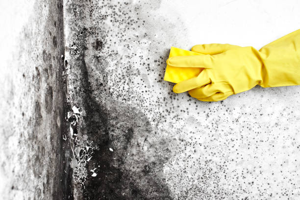 Best Insurance-Related Mold Remediation in Clarendon Hls, IL