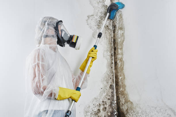Best Bathroom Mold Remediation in Clarendon Hls, IL