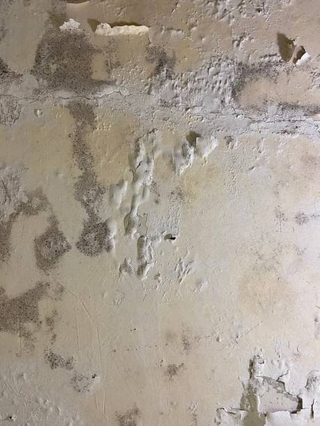 Best Industrial Mold Remediation in Clarendon Hls, IL