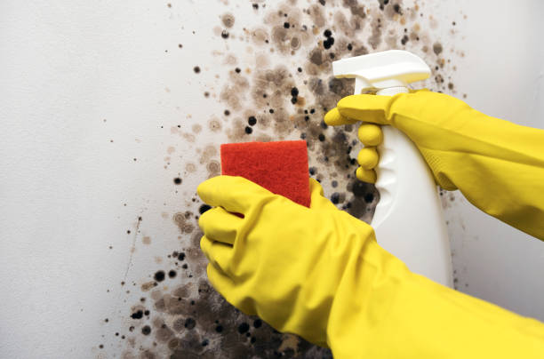 Best Basement Mold Remediation in Clarendon Hls, IL
