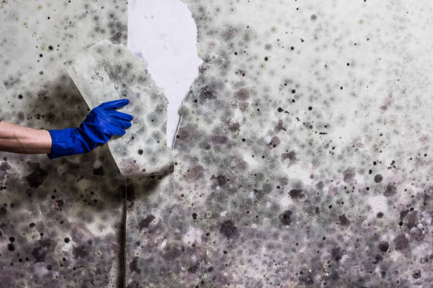 Reliable Clarendon Hills, IL Mold Remediation Solutions