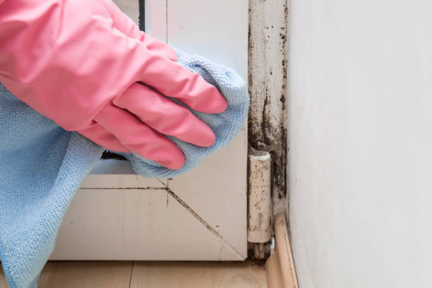Best Residential Mold Remediation in Clarendon Hls, IL
